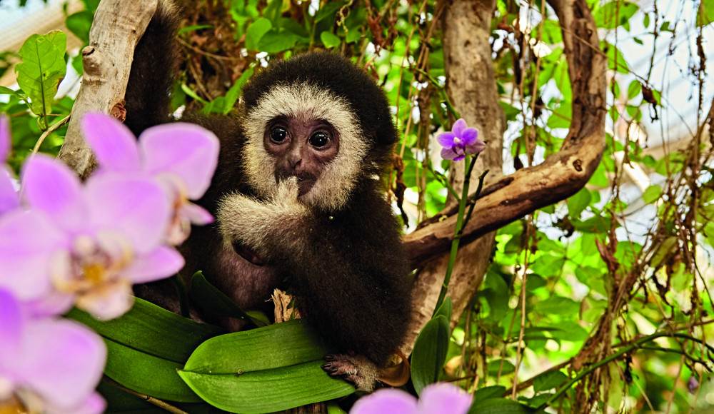 © Botanika | Botanika | 